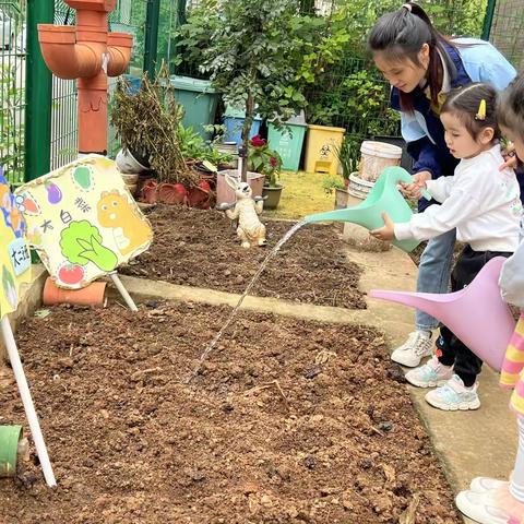 小菜园，大乐趣——紫水晶幼儿园大二班种菜及收获记