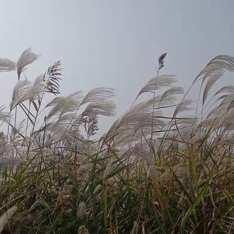 芦花飞雪新湿地 秋日研学黄河口——垦利实验中学七年级15班研学掠影