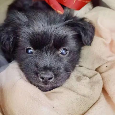 覃江城《我家的小黑》