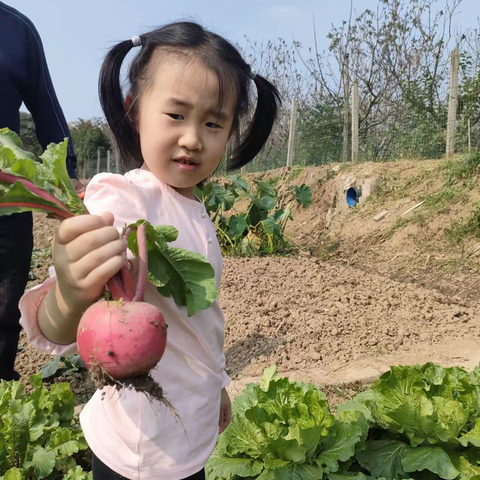 【崇幼生长足迹】中（7）班 课程故事—《豆趣》