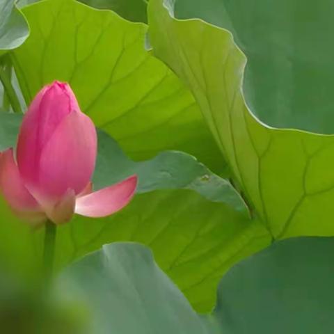 《小荷书院》佳作赏析 （第八十二期）——滦州市第三实验小学五一班专刊