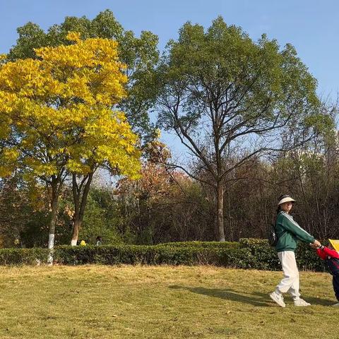 初冬•拾叶•邂逅秋天🍂