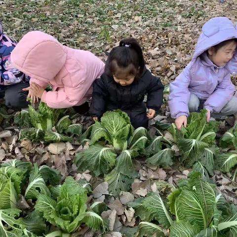 悄然冬已至，白菜喜丰收——尚东（原芬尼）幼儿园劳动实践教育活动之收白菜