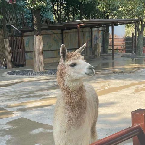 （李雨轩)探秘动物园 一起“趣”研学