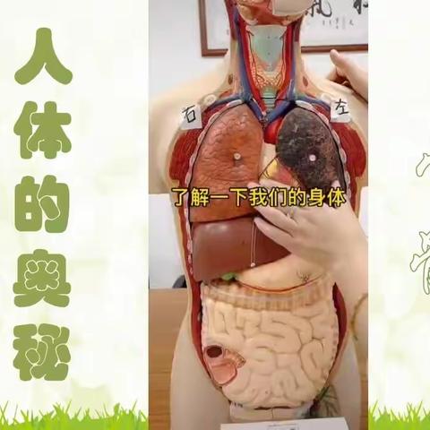 人体的奥秘——骨骼