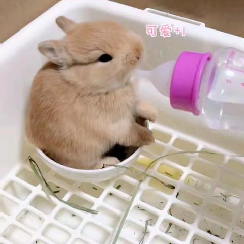 兔兔🐰饲养观察日记