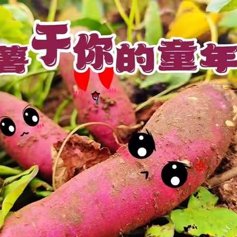 楿滨城幼儿园彩虹一班“趣”挖红薯，“薯”你最甜！社会实践课程