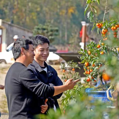 纳雍县举办首届小盆景产业节