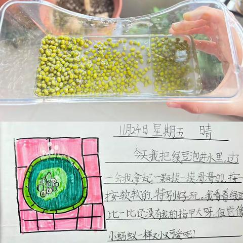 绿豆芽生长记