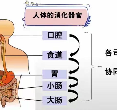 食物在人类身体内的奇妙旅行