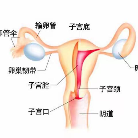 子宫肌瘤不惧怕，微创妇科手术，让患者保留子宫，做完整女人！