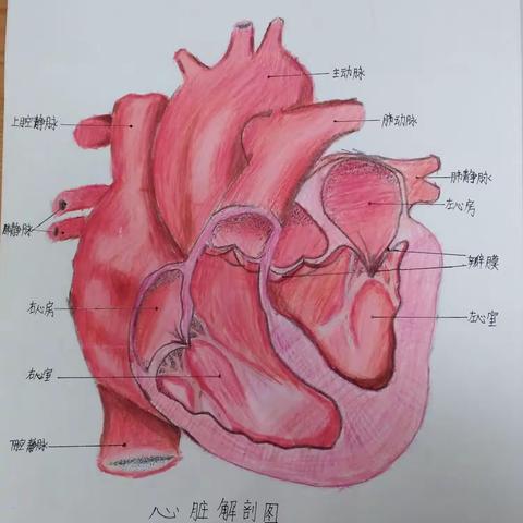 妙笔生花｜八年级生物绘图比赛