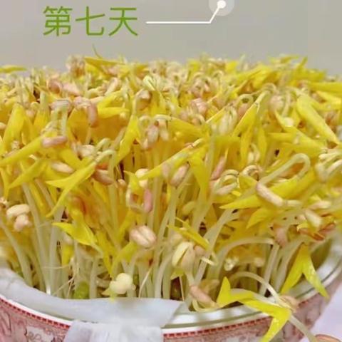 种植绿豆芽