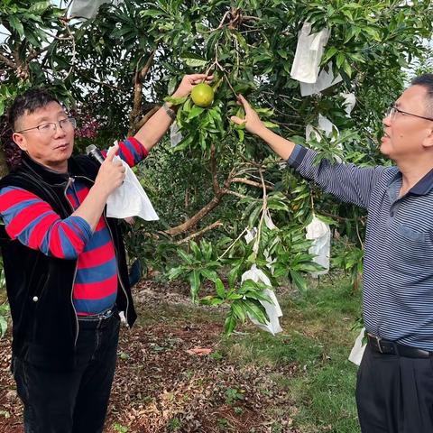 海口市农业农村局举办热带优异果蔬新品种示范现场观摩会