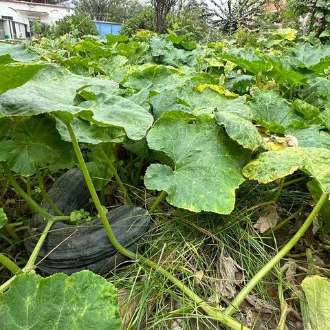 校园南瓜奇缘记—七贤镇佐眼明德中心小学南瓜种植·采摘·美食之旅