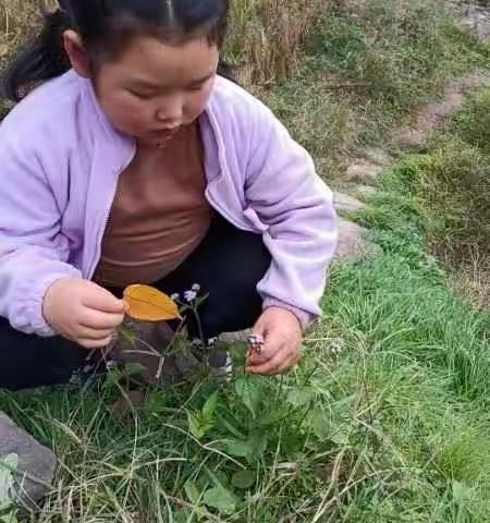 宸熙幼儿园冬季树叶粘贴画活动