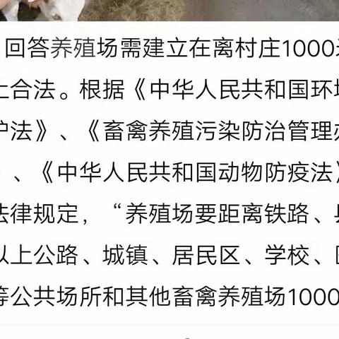 河北省秦皇岛市抚宁区洋河上游水源地 家禽粪便处置不当,严重污染河道