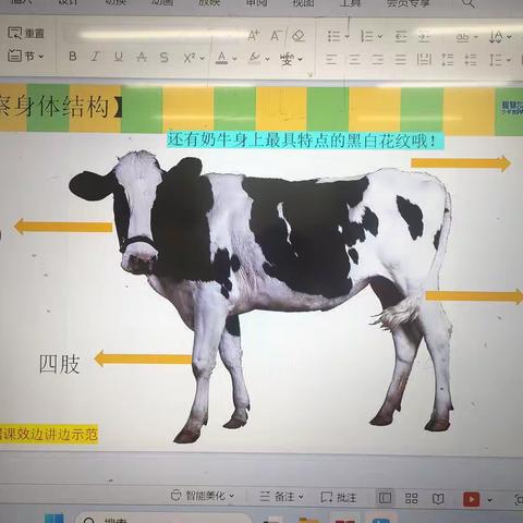《爱吃水果的奶牛》  绘画步骤分解