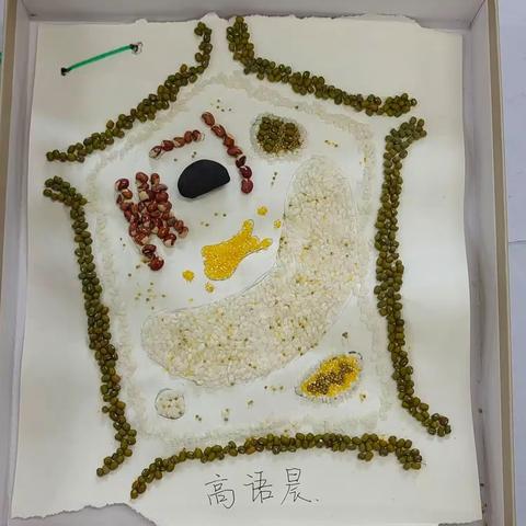 见细胞之微，知生命之美—象山中学高一年级生物模型制作作品展