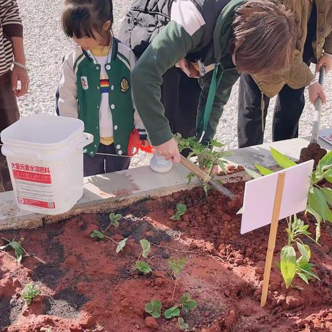 播撒爱的种子 期待幸福果实–––––龚杨小学幼儿园小菜园种植篇