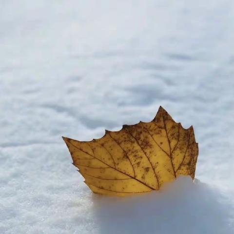 润泰物业|雪落知寒意，扫雪暖人心