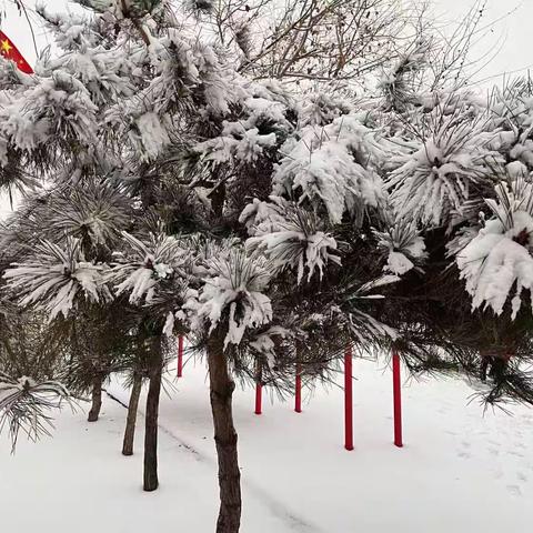 皑皑雪地刻初心，铲雪行动暖校园—大树湾学校家校携手铲积雪