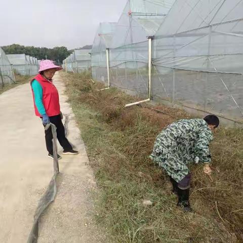 大田村新时代文明实践站开展“人居环境整治，蔬菜大棚清理”志愿服务活动