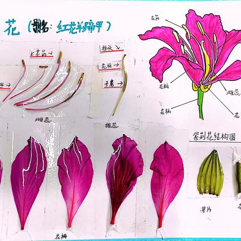 学生优秀作业展示（花标本的制作）