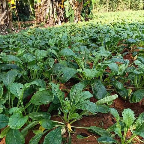 亲近自然，快乐收获——海色经典国际幼儿园社会实践活动之拔萝卜