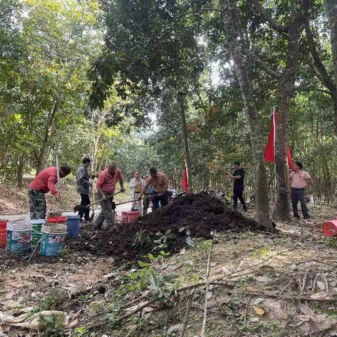 聚焦橡胶主责主业—《凝心聚力、砥砺前行》---海胶金江分公司新星派驻组岁末年初工作开展交答卷