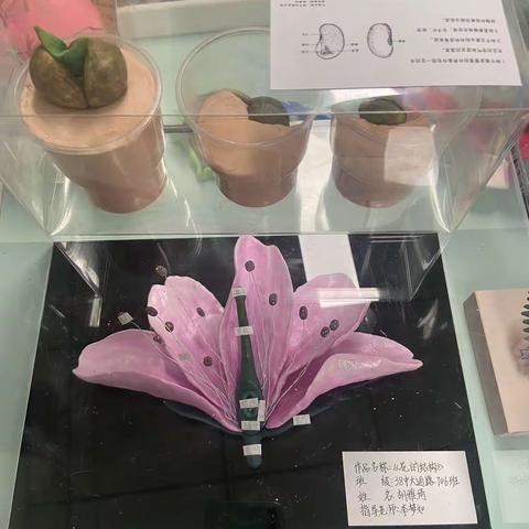 《以模型为媒，展生物之美》