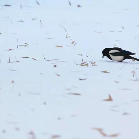 志愿除雪正能量，家校携手暖人心 ——糜镇中心小学扫雪除冰暖校园行动