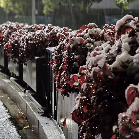 瑞雪兆丰年   培训纳新知（副本）