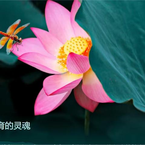 塑师德新形象,展教师新风采（副本）