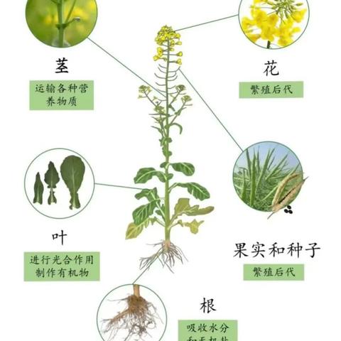 探根之旅～观察植物的根部——邱县明德小学科学实践活动