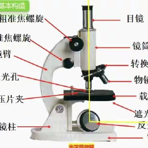 显微镜的使用（副本）