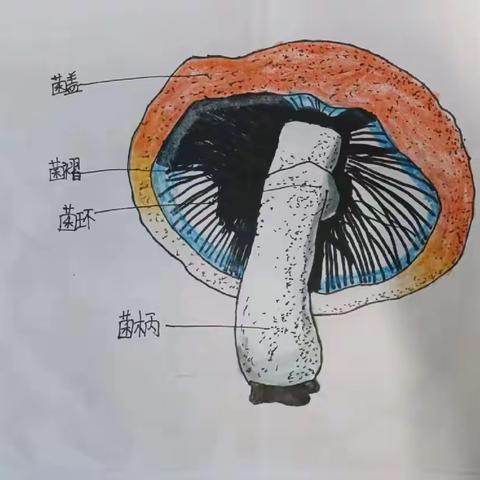 固安镇中学“生物嘉年华”系列活动之-生物绘图大赛