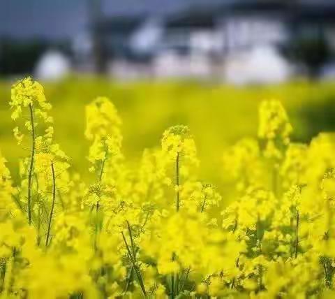 周末亲子户外科学探究之“我和油菜花有个约定”