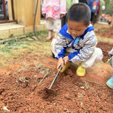 西葫芦种植记——玉溪市红塔区万裕幼儿园小二班种植园课程