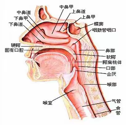 儿童鼻炎、鼻窦炎，不妨试试中药熏蒸！