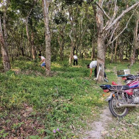 红岗基地分公司清理违法占地种植行动