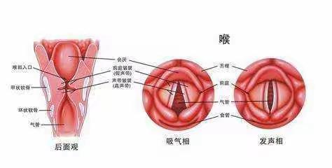 声音嘶哑【科普】