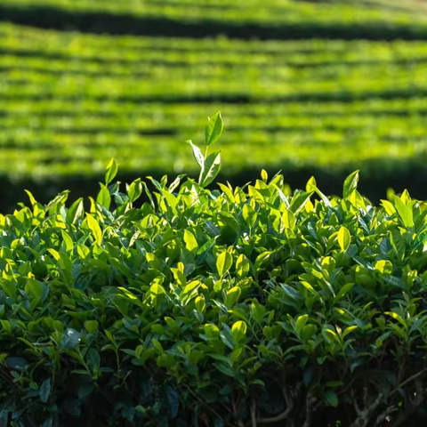 上春山⛰️，一起“趣”采茶🌱