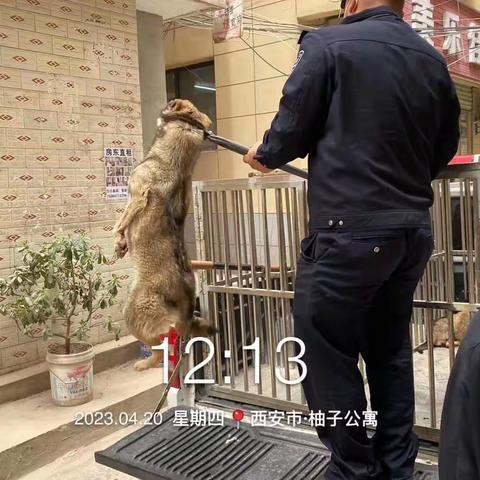 【长安分局】四月份典型案例一