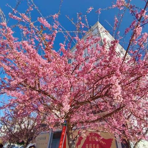 翠峰幼儿园大二班“赏樱花🌸、品美食”活动精彩瞬间📷