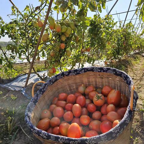 你好呀！番茄🍅