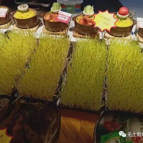 小小芽苗菜 蕴含大商机
