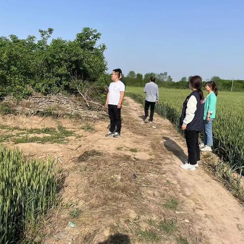 复耕披“绿衣”荒地换“新颜”   周陵办全面开展撂荒地整治工作