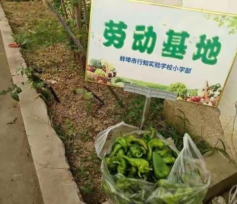 督导促成长 砥砺再前行 ——龙子湖区第四督导组10月份督导工作纪实