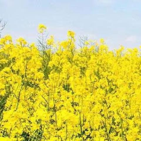 荔乡教研之花，绽放智慧之美——记根子中心学校教研活动之十一（数学科）